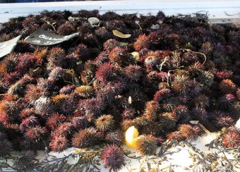 La pêche aux oursins blancs est suspendue afin de protéger la ressource