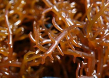 نقابة تتساءل حول أسباب الانعام على شركة بالصويرة بحصة الأسد لتصدير الجيكارتينا