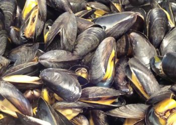 حظر جمع وتسويق الصدفيات على مستوى منطقة تاورتا-أم لبوير