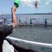 قطاع الصيد البحري يقدم مشروع قانون تنمية الأحياء المائية البحرية.