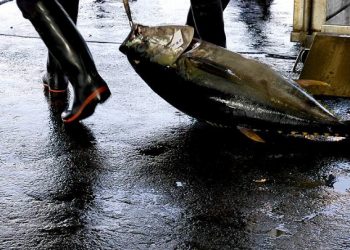 الايكات تقرر في مصير Thunnus obesus