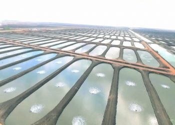 طموح مصري لانتاج 3 ملايين طن من الأسماك في أفق 2030