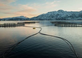 تجارب علمية لإنهاء تغذية أسماك المزارع على الأصغر حجماً