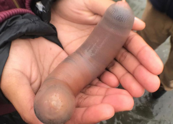 اعصار ضرب سواحل كاليفورنيا، يكشف عن وجود سمك “القضيب”