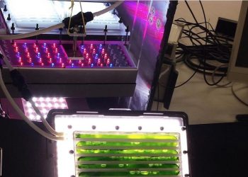 طحالب الكلوريلا غذاء المستقبل .