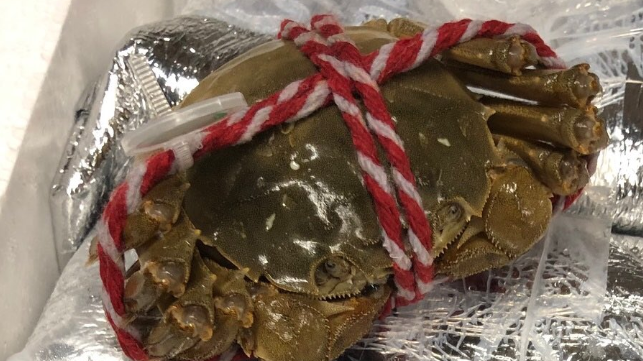 مصالح الجمارك تعترض غزو السلطعون الصيني.