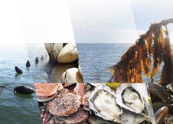 260 مشروعا لتربية الأحياء المائية،من أجل تنمية مستدامة لمجتمعات الصيد بالمغرب.