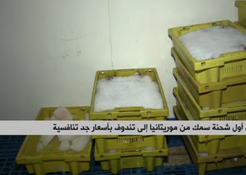 وصول أول شحنة من الأسماك إلى تندوف قادمة من مدينة نواديبو