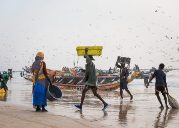 المستثمرون  البرازيليون مهتمون بالأسماك الموريتانية