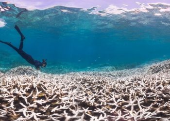 دراسة :انقراض الشعاب المرجانية بحلول 2100
