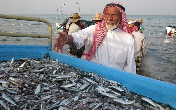 الامارات العربية المتحدة تعلق نشاط الصيد البحري الى غاية أكتوبر.