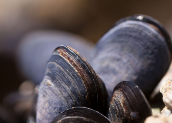 ظهور نوع غريب من بلح البحر  يستقر في القارة القطبية الجنوبية