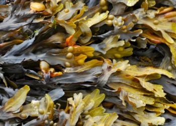 رزاعة الغابات البحرية لحماية النظم الايكولوجية.