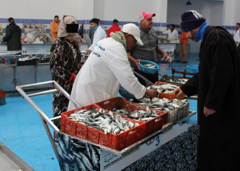 مفرغات الأسماك بميناء آسفي تتجاوز 23 مليون درهما خلال الأسابيع الثلاثة من شهر رمضان .
