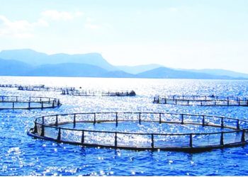 بدعم من الفاو،المغرب يطلق مشروع تطوير مهن تربية الأحياء المائية.