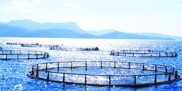 بدعم من الفاو،المغرب يطلق مشروع تطوير مهن تربية الأحياء المائية.