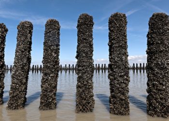 الداخلة: غرفة الصيد البحري الاطلسية الجنوبية تطلق  56 مشروعًا لتربية الأحياء المائية لصالح الشباب