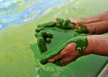 الطحالب الدقيقة لتغذية الكوكب