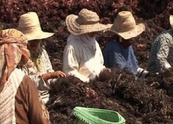 جمعية مفتاح الخير تسلط الضوء على واقع قطاع جني الطحالب بالجديدة