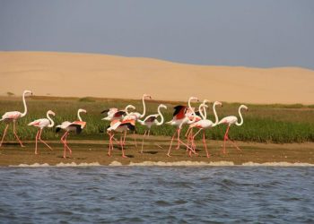 طائر النحام، و ما يخفيه لونه الزاهر من أسرار.