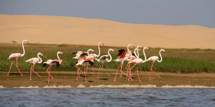 طائر النحام، و ما يخفيه لونه الزاهر من أسرار.