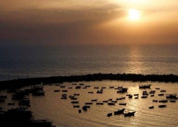 زينة العمري: ست الكل “عزف على وتر غزة”