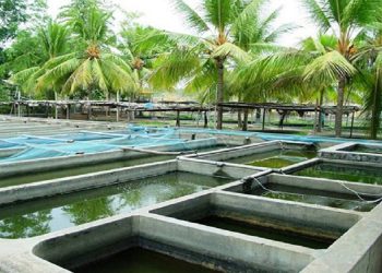 السقي باستعمال مياه تربية الاسماك يرفع انتاج الخضروات الى مستويات جد مرتفعة.