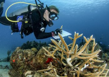 استعادة المرجان: أمل جديد للشعاب المرجانية