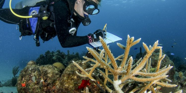 استعادة المرجان: أمل جديد للشعاب المرجانية