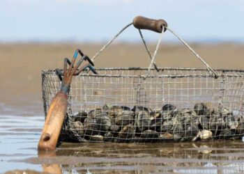 24 مشروعا في تربية الاحياء المائية بجهة سوس ماسة تستعد للاطلاق.