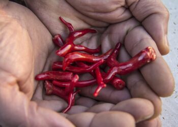 المرجان الأحمر: جوهرة طبيعية مهددة بالانقراض