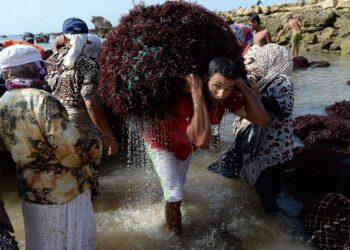 حالة تذمر تعم قطاع الطحالب بعد انقلاب المسؤولين على تعهداتهم