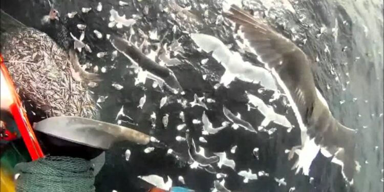 و أخيرا قطاع الصيد البحري يصدر قانونا لمنع ارجاع الاسماك الى البحر .