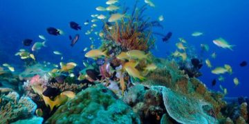 “موانئ ” و” بيئة ” أبوظبي تطلقان مشروع إعادة توطين الشعاب المرجانية