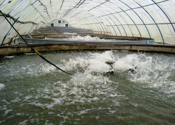 العرائش تحتضن مؤتمرا حول تربية الأحياء المائية