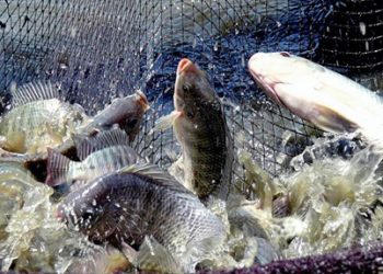 سد المسيرة يستقبل 21الف زريعة من سمك البلطي