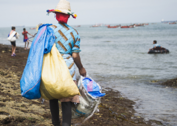 الأخطبوط يعوض خسائر موسم جني الطحالب