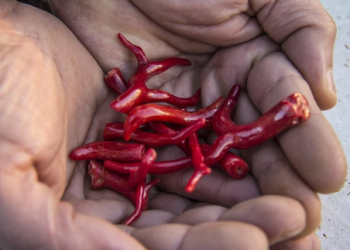 الى متى يبقى نشاط جمع المرجان خارج دائرة الضوء؟