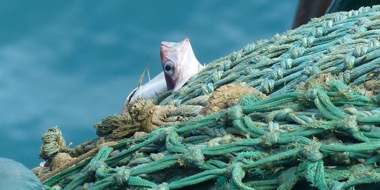 ادانة دولية لجرائم سفن الصيد بالجر في حق البيئة البحرية