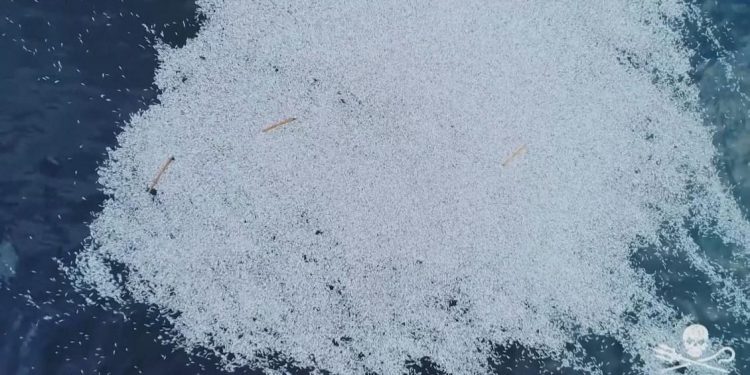 بعد ضغط Sea Shepherd،الاتحاد الأوروبي يفتح تحقيقا حول نفوق 100 ألف سمكة .