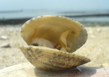 خليج الداخلة: التلوث ينسف آمال المقاولين و يضع الاستثمارات في تربية الاحياء المائية في مهب الريح