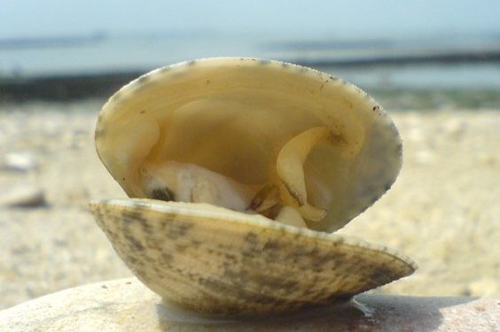 خليج الداخلة: التلوث ينسف آمال المقاولين و يضع الاستثمارات في تربية الاحياء المائية في مهب الريح