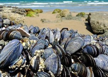 خبراء خبراء(جيكا) يحلون ب”تيغرت- إيمي وادار” لتطوير تربية المحار