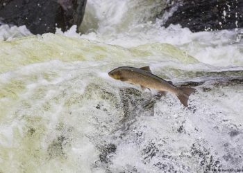 فلندا:تربية الأحياء المائية تتسبب في تراجع مخزون السلمون البري