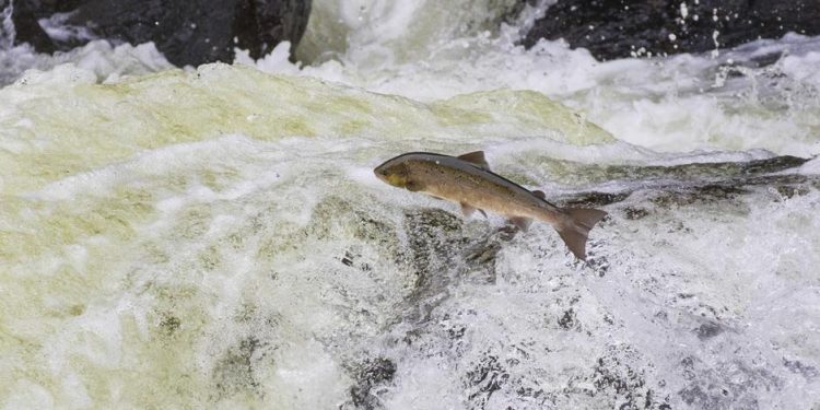 فلندا:تربية الأحياء المائية تتسبب في تراجع مخزون السلمون البري