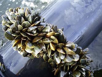 الحكومة تصادق على إطار قانوني موحد خاص بتربية الأحياء المائية البحرية