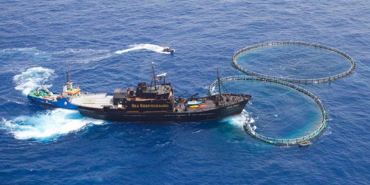 نشطاء Sea Shepherd يحررّون 800 سمكة تونة من أقفاص عائمة غير قانونية