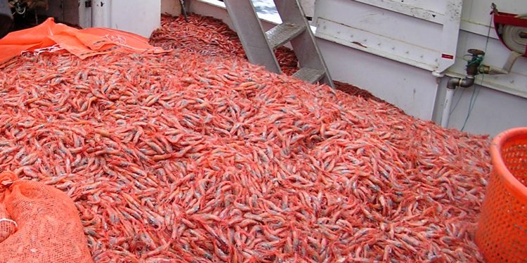غرفة الصيد المتوسطية تقاطع أشغال اجتماع لجنة تتبع مصيدة الأربيان