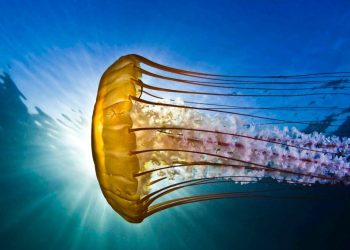 الفاو تعتمد توصية اقترحها المغرب حول قناديل البحر