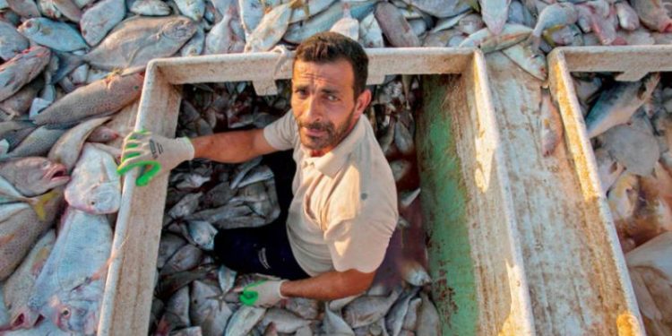 ثروة الخليج السمكية مهدَّدة بالصيد المفرط والاحترار